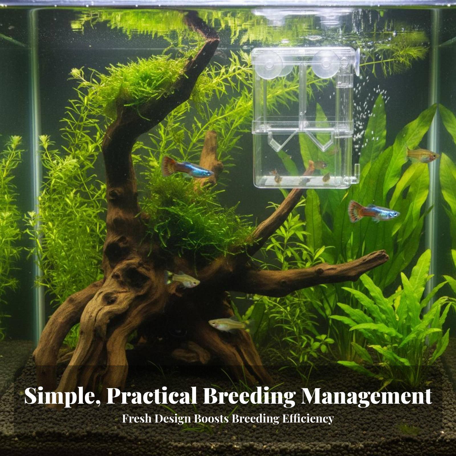 حوض تربية مزدوج الطبقات لأسماك - مراجعة Aquarium وسعره