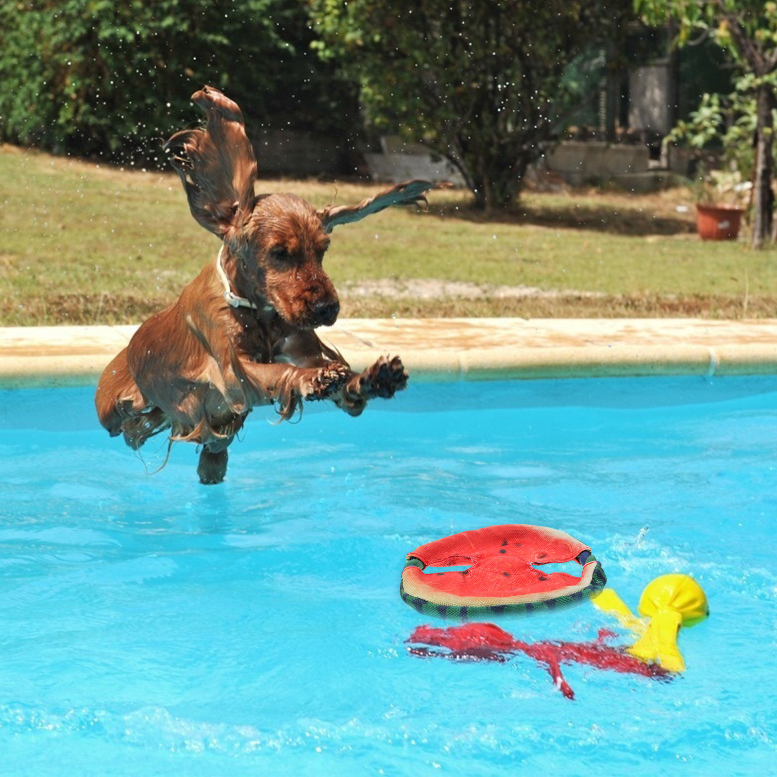 لعبة تدريب الحيوانات الأليفة خ - مراجعة Flying Disc Dog Training Toy وسعره