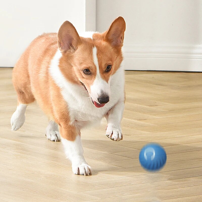 ألعاب الكلاب كرة القفز الجاذبي - مراجعة Suction Cup Dog Tug Toy وسعره